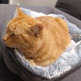 Photo de chat perdu à Tronvile En Barrois