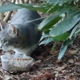 Photo de chat trouvé à Boulogne Billancourt