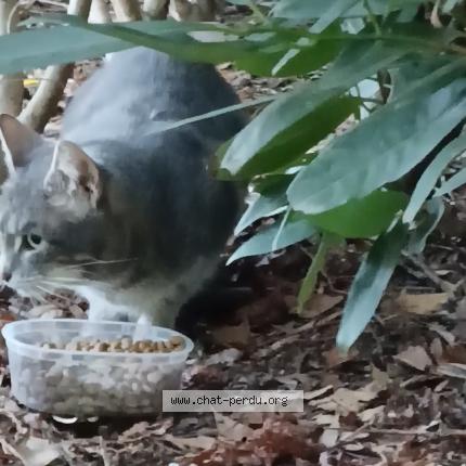 Photo 1/1 Chat trouvé Trouvé à Boulogne billancourt