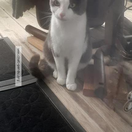 Photo 1/1 Chat trouvé Trouvé à Perigny