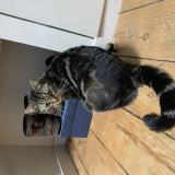 Photo de chat perdu à Margaux