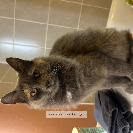 Photo 1/1 Maya Chat perdu à Malemort