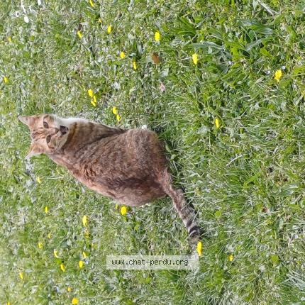 Photo 1/1 Chat trouvé Trouvé à Saou