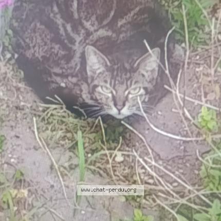 Photo 1/1 Chat trouvé Trouvé à Cognac