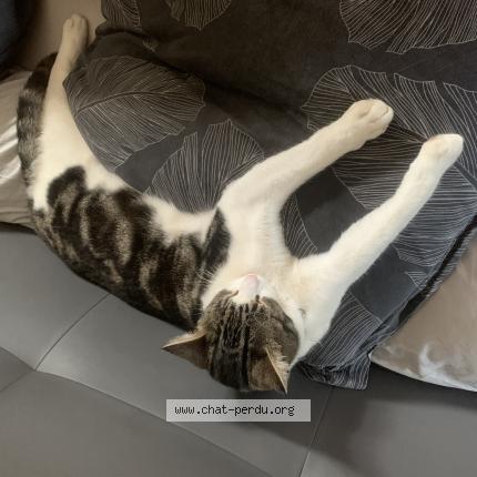 Photo 1/1 Mistral Chat perdu à Issoire