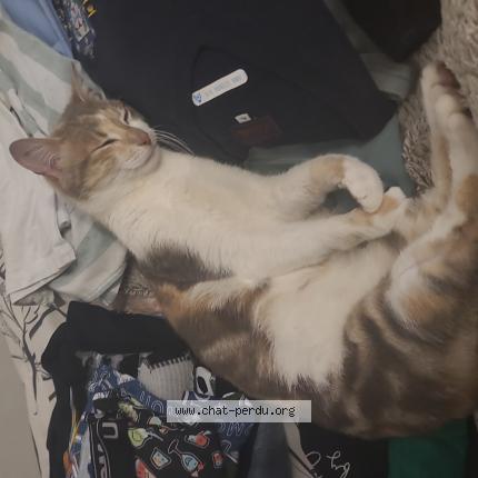 Photo 1/1 Potatoes Chat perdu à Avignon