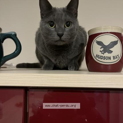 Photo 1/1 Replay Chat perdu à Le pouzin