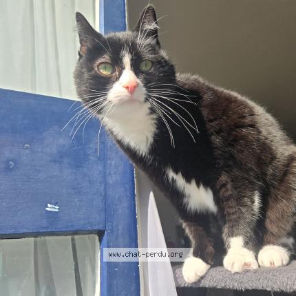 Photo 1/1 Joyce Chat perdu à Cires les mello