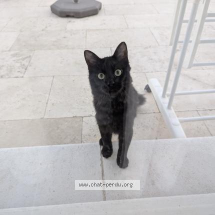 Photo 1/1 Chat trouvé Trouvé à Orange