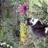 Photo de chat trouvé à Saint Andre De La Marche