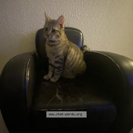 Photo 1/1 Simbouch Chat perdu à Saint didier sous aubenas