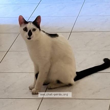 Photo 1/1 Uno Chat perdu à Quincay