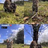 Photo de chat perdu à Villevarad