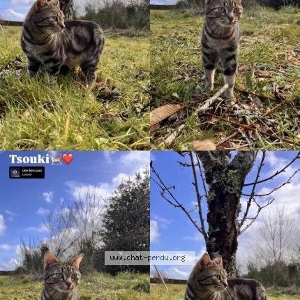 Photo 1/2 Tsouki Chat perdu à Villevarad