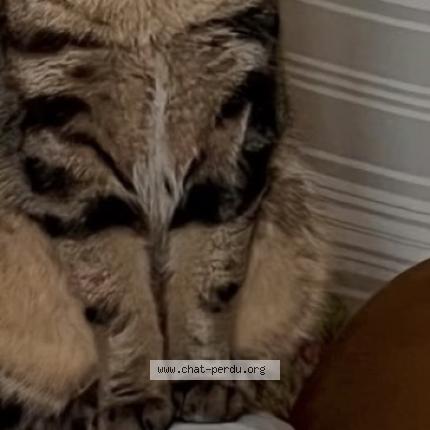 Photo 2/2 Tsouki Chat perdu à Villevarad