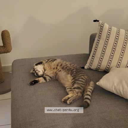 Photo 2/3 Rose Chat perdu à Saint seurin de cursac