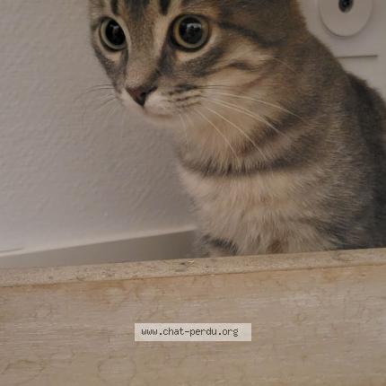 Photo 3/3 Rose Chat perdu à Saint seurin de cursac