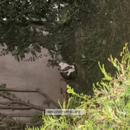 Photo 1/1 Chat trouvé Trouvé à Colmar