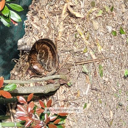 Photo 1/1 Chat trouvé Trouvé à Castanet tolosan