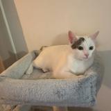 Photo de chat perdu à Senas