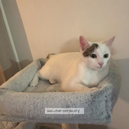 Photo 1/1 Neps Chat perdu à Senas