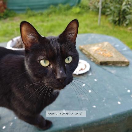 Photo 1/1 Chat trouvé Trouvé à Val de reuil