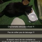 Photo de chat trouvé à Esse