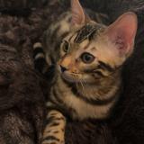 Photo de chat perdu à Saint Gingolph