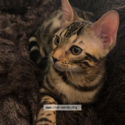 Photo 1/1 Nala Chat perdu à Saint gingolph