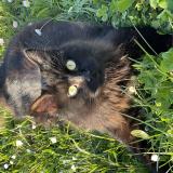 Photo de chat perdu à Nohic