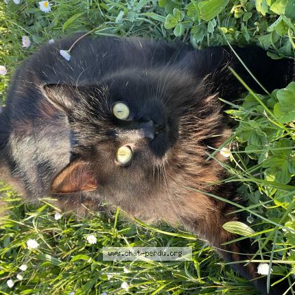 Photo 1/1 Josie Chat perdu à Nohic