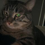 Photo de chat perdu à Sallanches