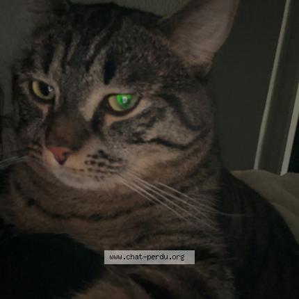 Photo 1/1 Simba Chat perdu à Sallanches