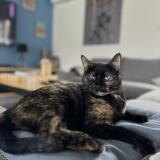 Photo de chat perdu à Bassens