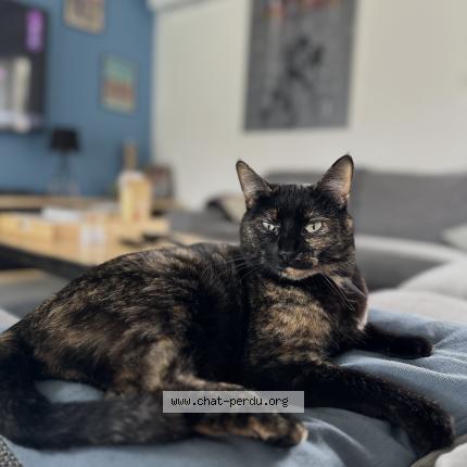 Photo 1/1 Nala Chat perdu à Bassens