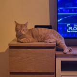 Photo de chat perdu à Gramat