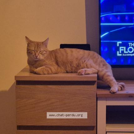 Photo 1/1 Aslan Chat perdu à Gramat