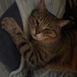 Photo de chat perdu à Chaligny