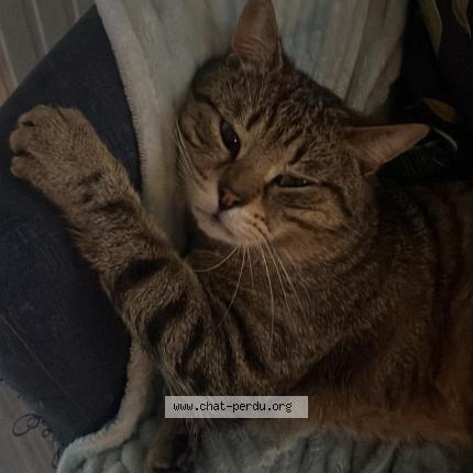 Photo 1/1 Léon Chat perdu à Chaligny