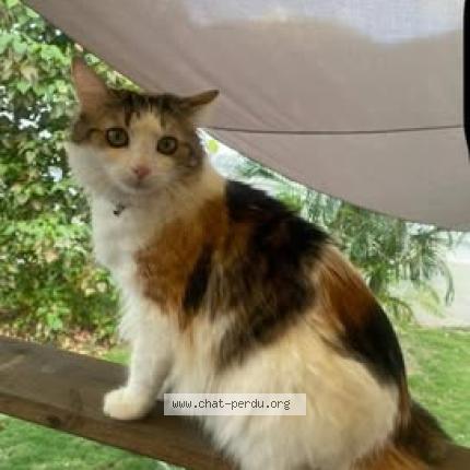 Photo 1/1 MIA Chat perdu à Saint barthelemy