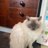 Photo de chat perdu à Bois Colombes