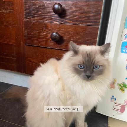 Photo 1/1 Jason Chat perdu à Bois colombes