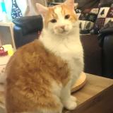 Photo de chat perdu à Marcoux