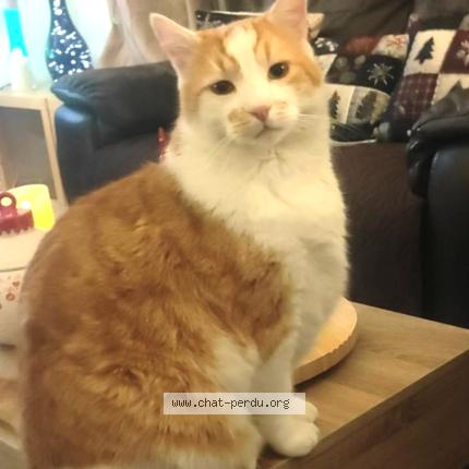 Photo 1/1 Pumpkin Chat perdu à Marcoux