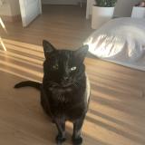 Photo de chat perdu à Vouille