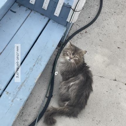 Photo 1/1 Chat trouvé Trouvé à Laval