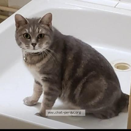 Photo 1/1 Crevette Chat perdu à Chateauroux