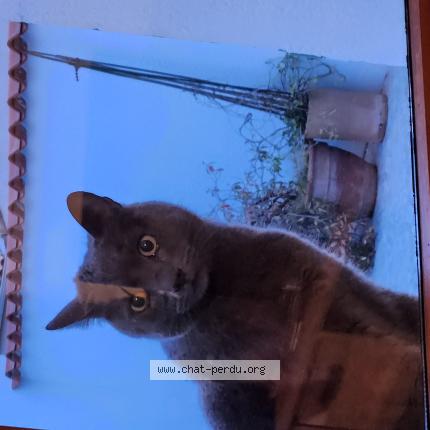 Photo 1/1 Chat trouvé Trouvé à Saint brevin les pins