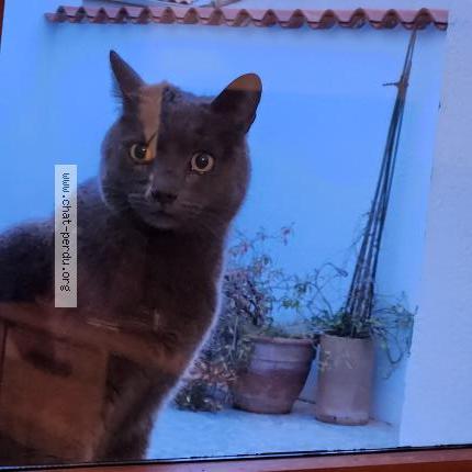 Photo 1/1 Chat trouvé Trouvé à Saint brevin les pins