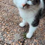 Photo de chat perdu à Susville